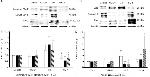 MAP2 Antibody in Western Blot (WB)