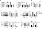 AXIN1 Antibody in Western Blot (WB)