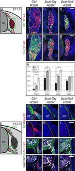 NEFM Antibody in Immunohistochemistry (Frozen), Immunocytochemistry (IHC (F), ICC/IF)
