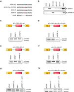 SRSF1 Antibody in Western Blot (WB)
