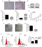 DMTF1 Antibody in Western Blot (WB)