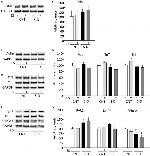 SERCA1 ATPase Antibody in Western Blot (WB)