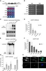 SWI6 Antibody in ChIP Assay (ChIP)