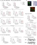 mCherry Antibody in Immunohistochemistry, Immunocytochemistry (IHC, ICC/IF)