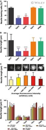 GFP Antibody in Immunocytochemistry (ICC/IF)