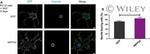 GFP Antibody in Immunocytochemistry (ICC/IF)