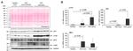 AFP Antibody in Western Blot (WB)