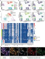 Ki-67 Antibody in Immunohistochemistry, Immunocytochemistry (IHC, ICC/IF)
