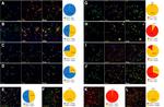 GFP Antibody in Immunohistochemistry (IHC)