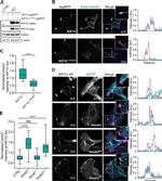 HOOK3 Antibody in Immunocytochemistry (ICC/IF)