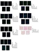 SOX2 Antibody in Immunohistochemistry, Immunocytochemistry (IHC, ICC/IF)