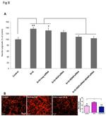 TrkB Antibody in Neutralization (Neu)