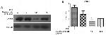 LAGE3 Antibody in Western Blot (WB)