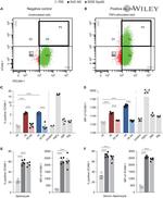 CD31 Antibody in Flow Cytometry (Flow)