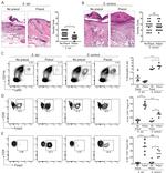 CD3e Antibody in Flow Cytometry (Flow)