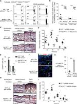 CD90.2 (Thy-1.2) Antibody in Flow Cytometry (Flow)
