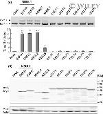 Myc Tag Antibody in Western Blot (WB)