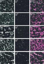 Connexin 26 Antibody in Immunohistochemistry (IHC)