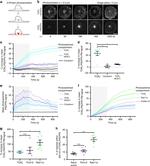 CD3 Antibody in T-Cell Activation (TCA)