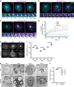CD3 Antibody in T-Cell Activation (TCA)