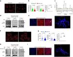 CD45 Antibody in Flow Cytometry (Flow)