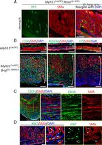 CD34 Antibody in Immunocytochemistry (ICC/IF)