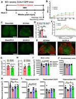 GFAP Antibody in Immunohistochemistry, Immunocytochemistry (IHC, ICC/IF)