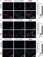 CD45 Antibody in Immunohistochemistry (IHC)