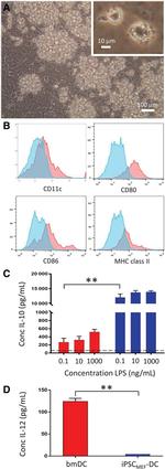 MHC Class II (I-A/I-E) Antibody in Flow Cytometry (Flow)