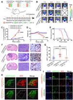 Ki-67 Antibody in Immunohistochemistry (IHC)