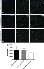 SLC7A10 Antibody in Immunocytochemistry (ICC/IF)