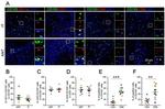 CD8 Antibody in Immunocytochemistry (ICC/IF)