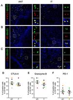 CD152 (CTLA-4) Antibody in Immunocytochemistry (ICC/IF)