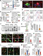 CD171 Antibody in Western Blot (WB)
