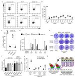 Mouse IgA Antibody in Flow Cytometry (Flow)