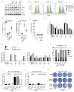 Mouse IgA Antibody in Flow Cytometry (Flow)