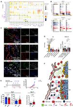 C3a Receptor Antibody in Immunohistochemistry, Immunocytochemistry (IHC, ICC/IF)