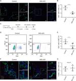 Ki-67 Antibody in Immunohistochemistry (Frozen) (IHC (F))