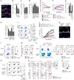 TCR beta Antibody in Flow Cytometry (Flow)