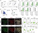 Blimp-1 Antibody in Immunohistochemistry (Frozen), Immunocytochemistry (IHC (F), ICC/IF)