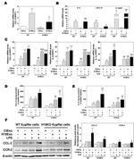 CCL2 (MCP-1) Antibody in Western Blot (WB)