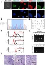 SSEA4 Antibody in Flow Cytometry (Flow)