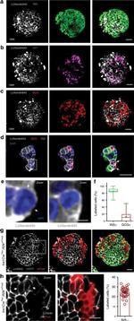 Somatostatin Antibody in Immunohistochemistry (Paraffin) (IHC (P))