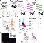 Human IgM Antibody in Immunohistochemistry (IHC)