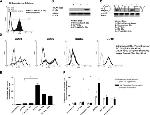 CD80 Antibody in Flow Cytometry (Flow)