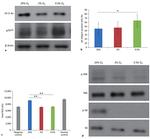14-3-3 sigma Antibody in Western Blot (WB)