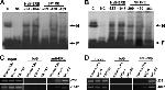Estrogen Receptor alpha Antibody in Western Blot, Immunoprecipitation (WB, IP)