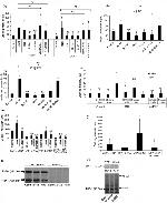 Thrombospondin 1 Antibody in Western Blot (WB)