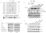 Phospho-ETS1 (Ser282) Antibody in Western Blot (WB)