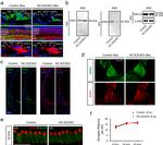 ERK1 Antibody in Western Blot, Immunohistochemistry (WB, IHC)